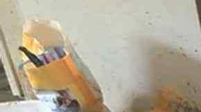 Encuentran 200 gatos muertos, basura y 100 gatos vivos en una casa de Iowa.