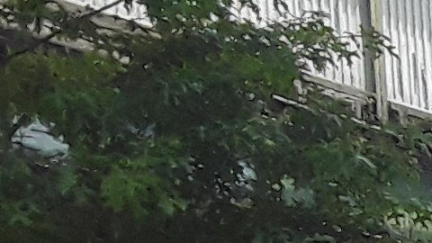 Mujeres transgéneros de Queens reiteran su llamado a no ser discriminadas por la Policía.