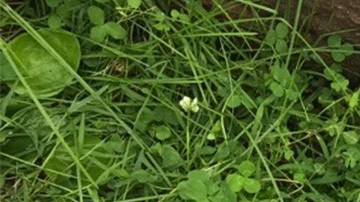 El supuesto bebé muerto con hematomas