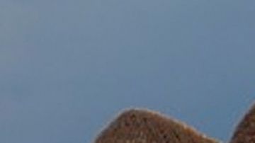 Edith González y Aracely Arámbula