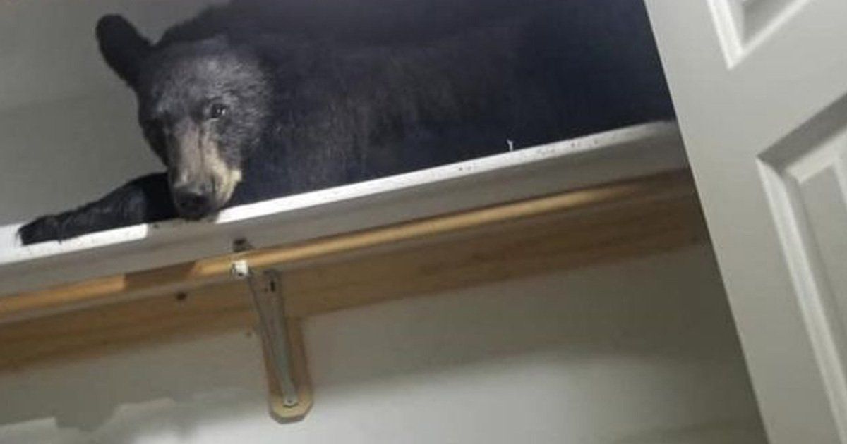 Un oso se cuela en una casa y se duerme en el armario.