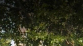 Bushwick Houses, Brooklyn, NYC.