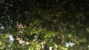 Bushwick Houses, Brooklyn, NYC.