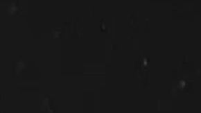 El calamar gigante se acercó a la cámara por unos segundos.