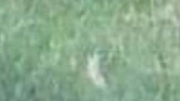 Cártel Jalisco Nueva Generación y Los Viagras se dejan brutal regalo