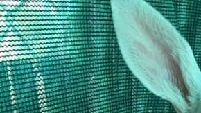 La cría de ciervo de tres semanas de nacida es una hembra recibió el nombre Spirit. 