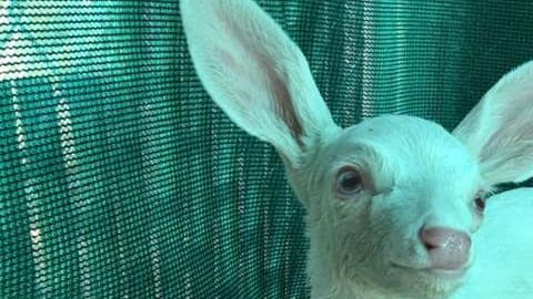 La cría de ciervo de tres semanas de nacida es una hembra recibió el nombre Spirit. 