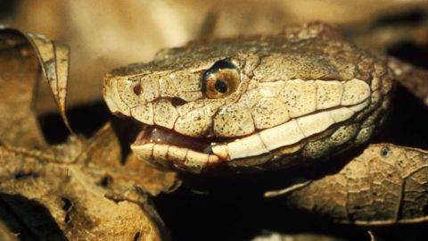 Serpiente cabeza de cobre.