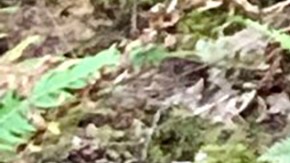 Oso sacrificado en Oregon.