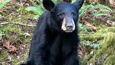 Oso sacrificado en Oregon.