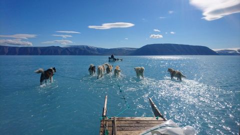 Los perros deben abrirse camino entre las aguas.