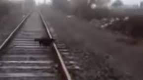 El perro consiguió salvar la vida.