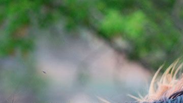 Si de verdad te gustan mucho los animales, estos trabajos se sentirán como vacaciones pagadas para ti.