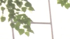 Decenas de coaliciones presionaron en las oficinas de la DMV en el condado de Suffolk por la aprobación del controvertido proyecto de ley.