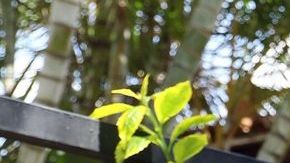 Joao Maleck será juzgado por el delito de homicidio a título de culpa grave