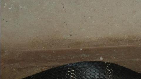 La cobra pudo escapar de un apartamento.
