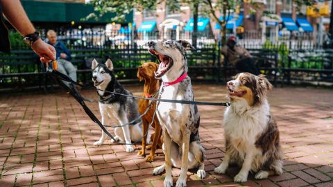 Los perros participan en un estudio contra el cáncer.