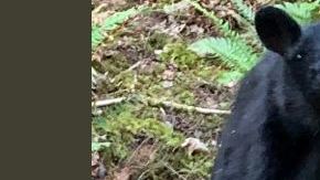 La cría de oso negro era muy amigable con las personas.