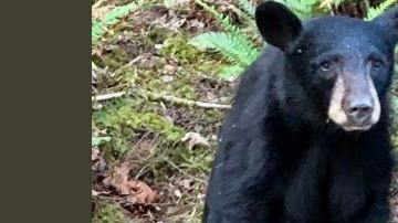 La cría de oso negro era muy amigable con las personas.