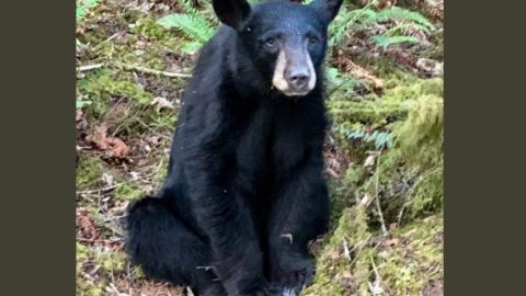 La cría de oso negro era muy amigable con las personas.