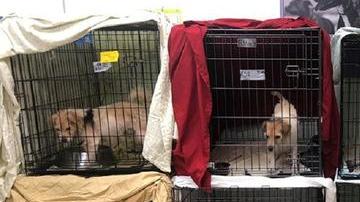 Algunos de los caninos rescatados