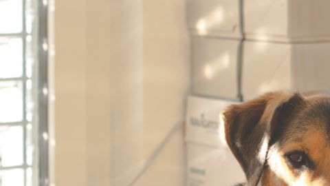 Hay un departamento especial para gestionar el registro y acomodo de los perros.