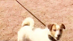 Bebé abandonada en Rusia es encontrada por un perro.