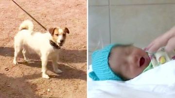 Bebé abandonada en Rusia es encontrada por un perro.