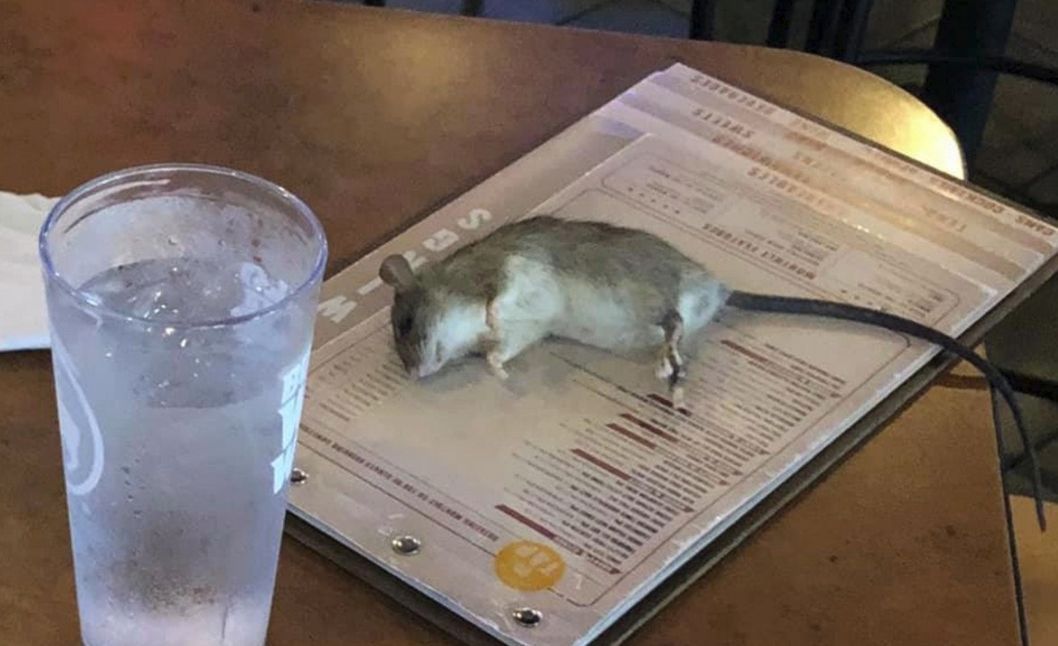 La Rata Menu Una rata cayó del techo sobre el menú de una cliente en un restaurante ...