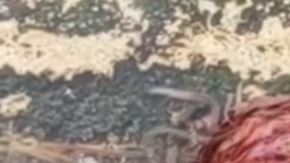 Parecieran ser pequeños gusanos amontonados, pero no se sabe exactamente qué es.