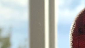 The amazing spider man