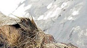 Encontraron la cabeza cortada de un lobo, original de hace 40,000 años.