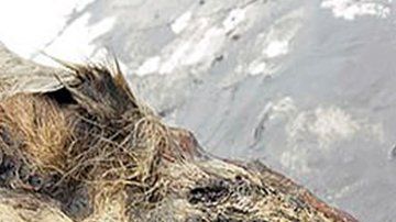 Encontraron la cabeza cortada de un lobo, original de hace 40,000 años.