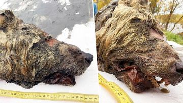Encontraron la cabeza cortada de un lobo, original de hace 40,000 años.