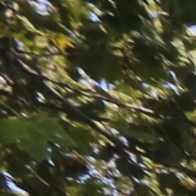 Brownsville, Brooklyn, NYC.