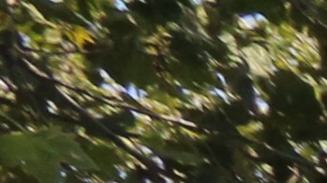 Brownsville, Brooklyn, NYC.