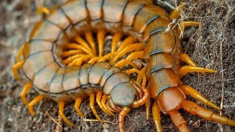 0_Scolopendra-cingulata