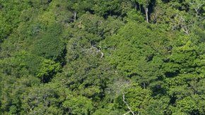 En 2018 Brasil registró la mayor pérdida de bosques.