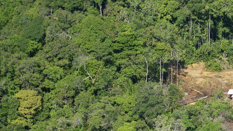 En 2018 Brasil registró la mayor pérdida de bosques.