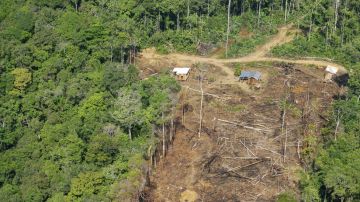 En 2018 Brasil registró la mayor pérdida de bosques.