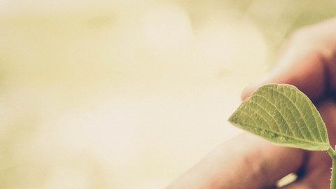 Los árboles pueden ayudar a aliviar el calentamiento global.