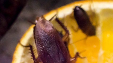 Estos pequeños insectos prefieren vivir en las ciudades.