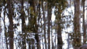 Entre 14 y 28 niños estuvieron cautivos de la secta.