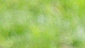 Aficionados entonaron un ¡Fuck Trump! y levantaron sus dedos medios para la cámara