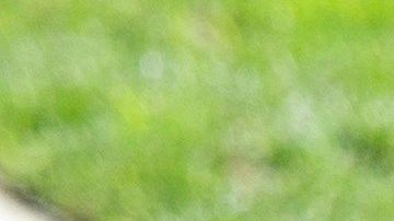 Aficionados entonaron un ¡Fuck Trump! y levantaron sus dedos medios para la cámara