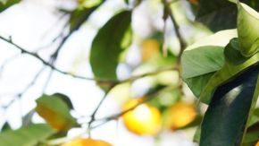 El consumo diario de esta sencilla bebida combate el envejecimiento por sus grandes propiedades antioxidantes y es un buen aliado para aliviar el estrés.