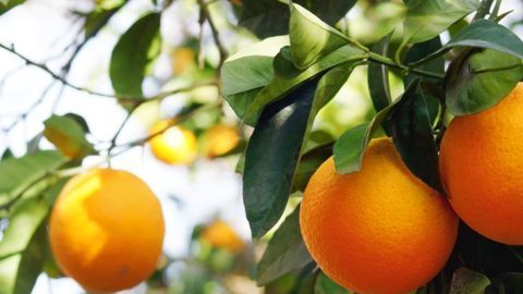 El consumo diario de esta sencilla bebida combate el envejecimiento por sus grandes propiedades antioxidantes y es un buen aliado para aliviar el estrés.