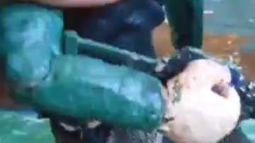 El video fue compartido en la cuenta de Twitter True gore art.