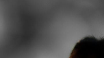 Aún no se sabe quiénes atentaron contra los animales.