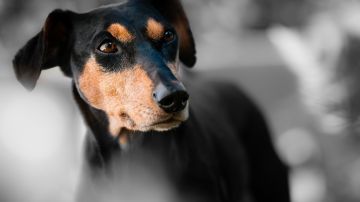 Aún no se sabe quiénes atentaron contra los animales.